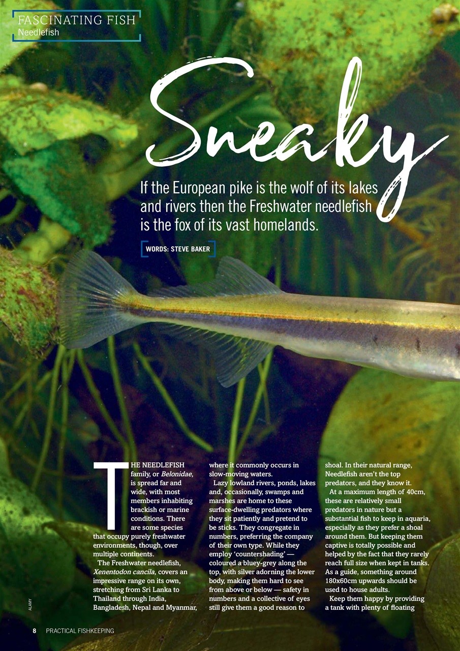 Practical Fishkeeping Preview Pages