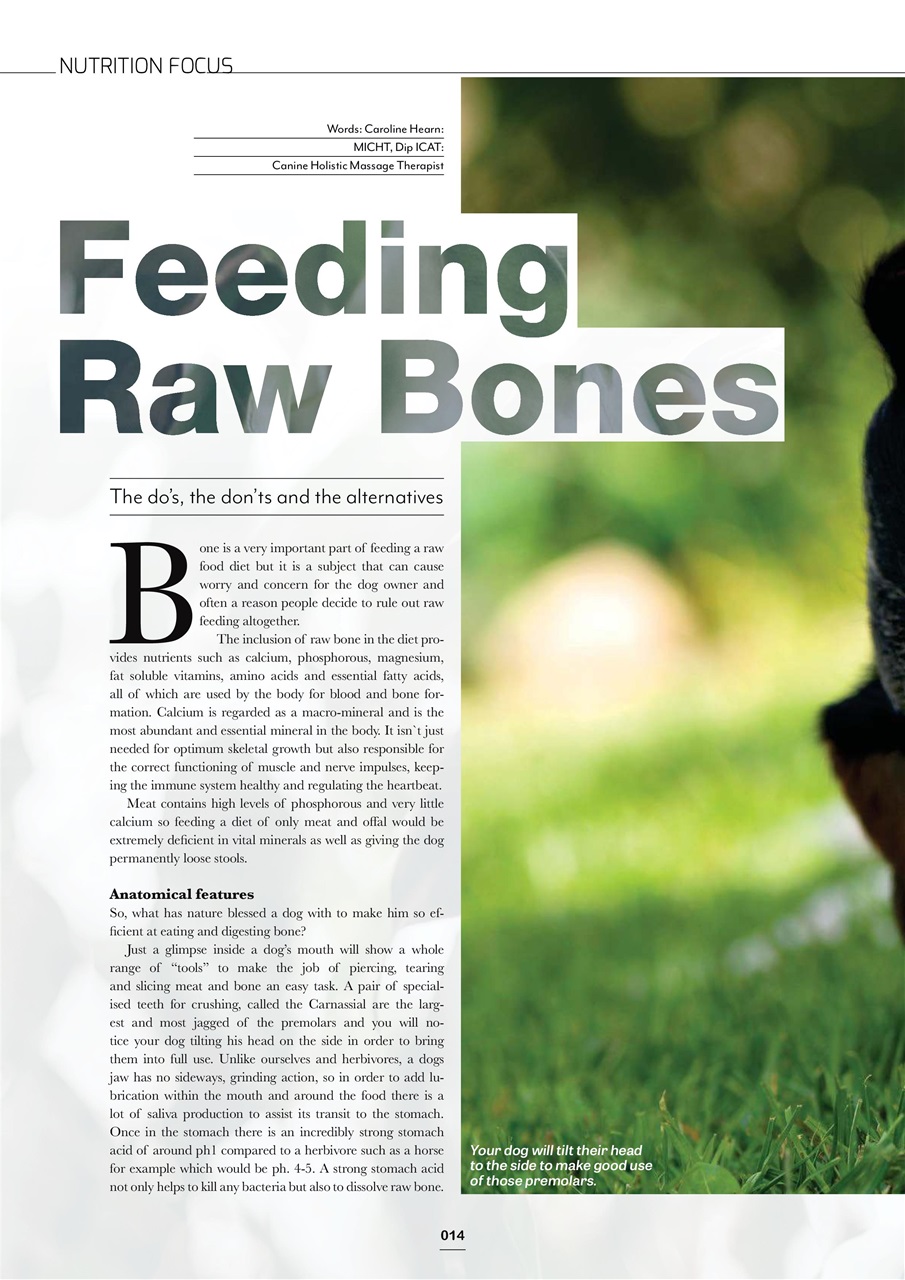 Edition Dog Preview Pages