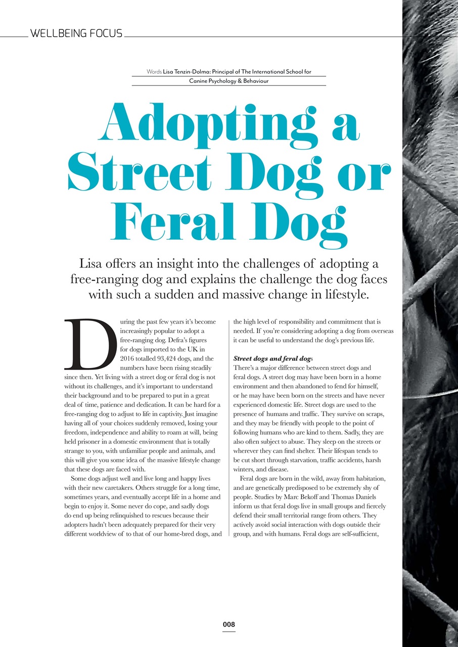 Edition Dog Preview Pages