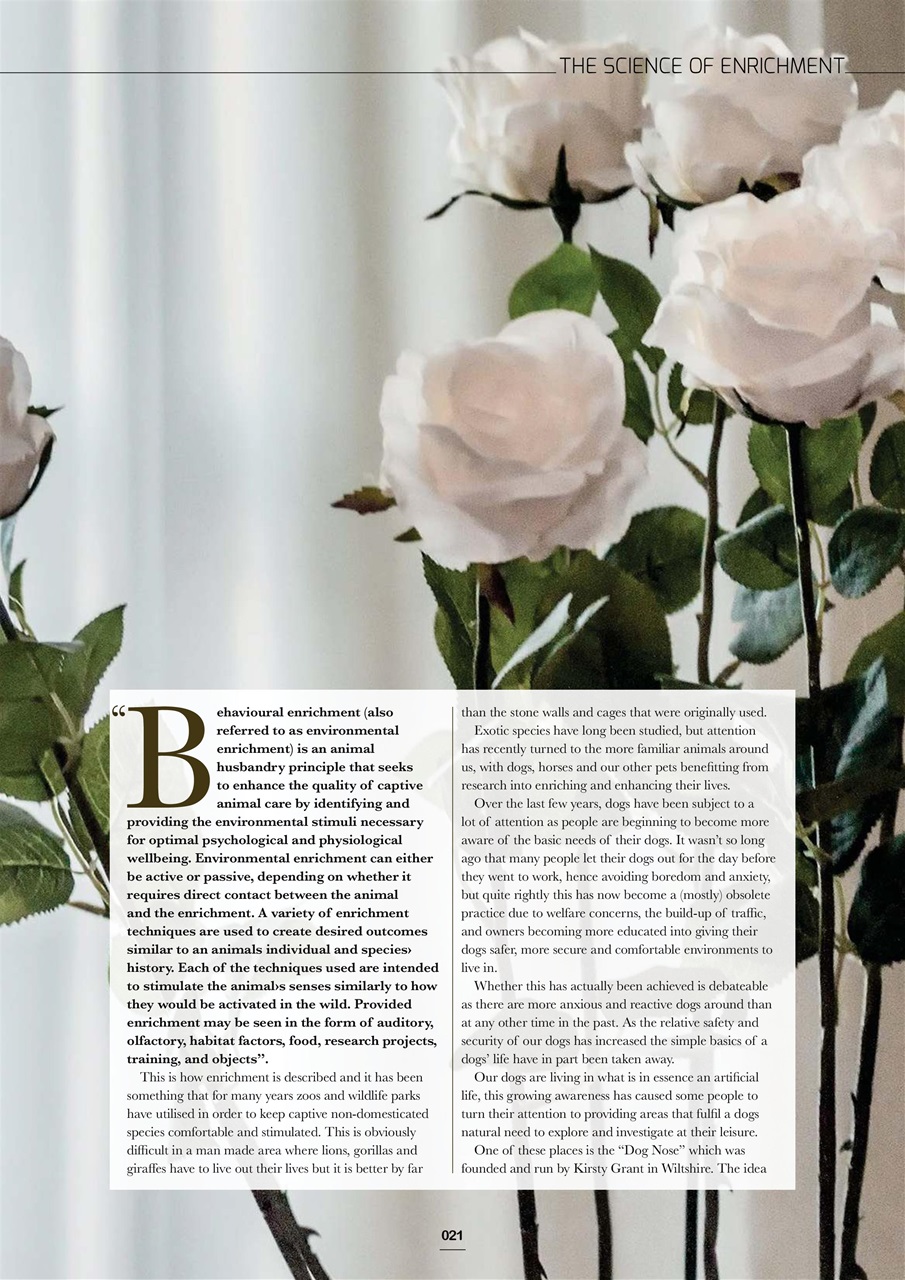 Edition Dog Preview Pages