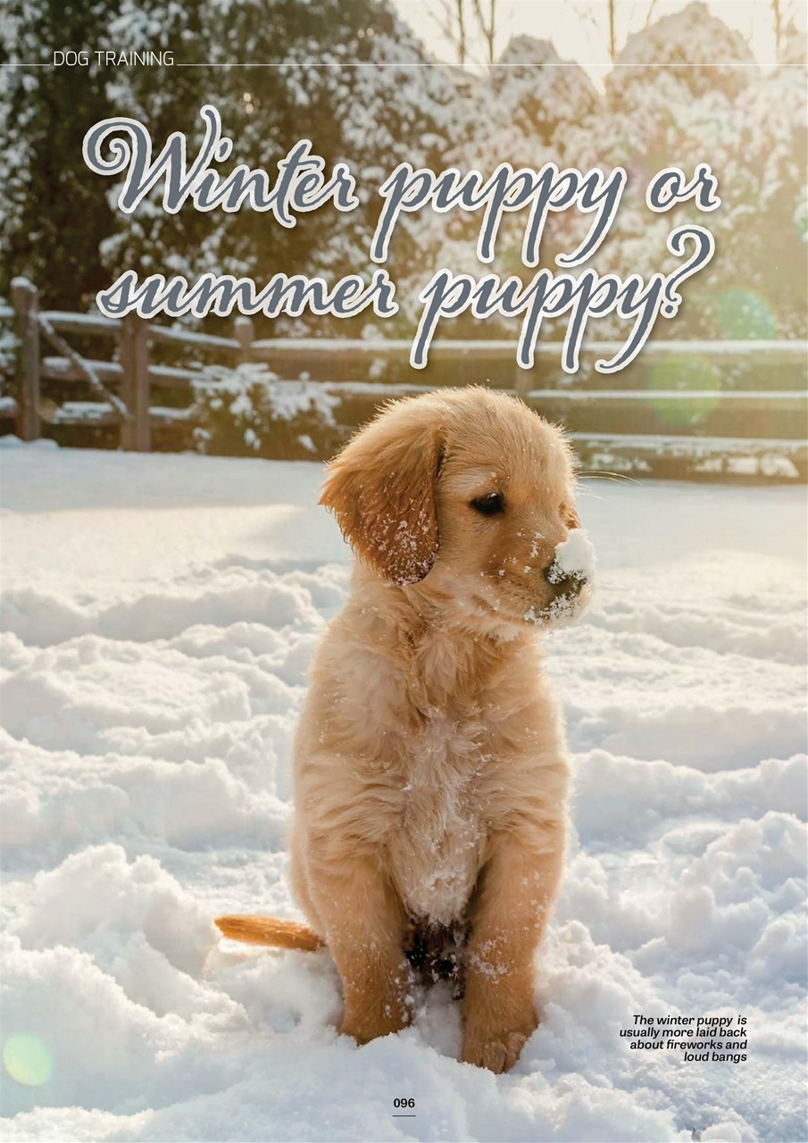 Edition Dog Preview Pages