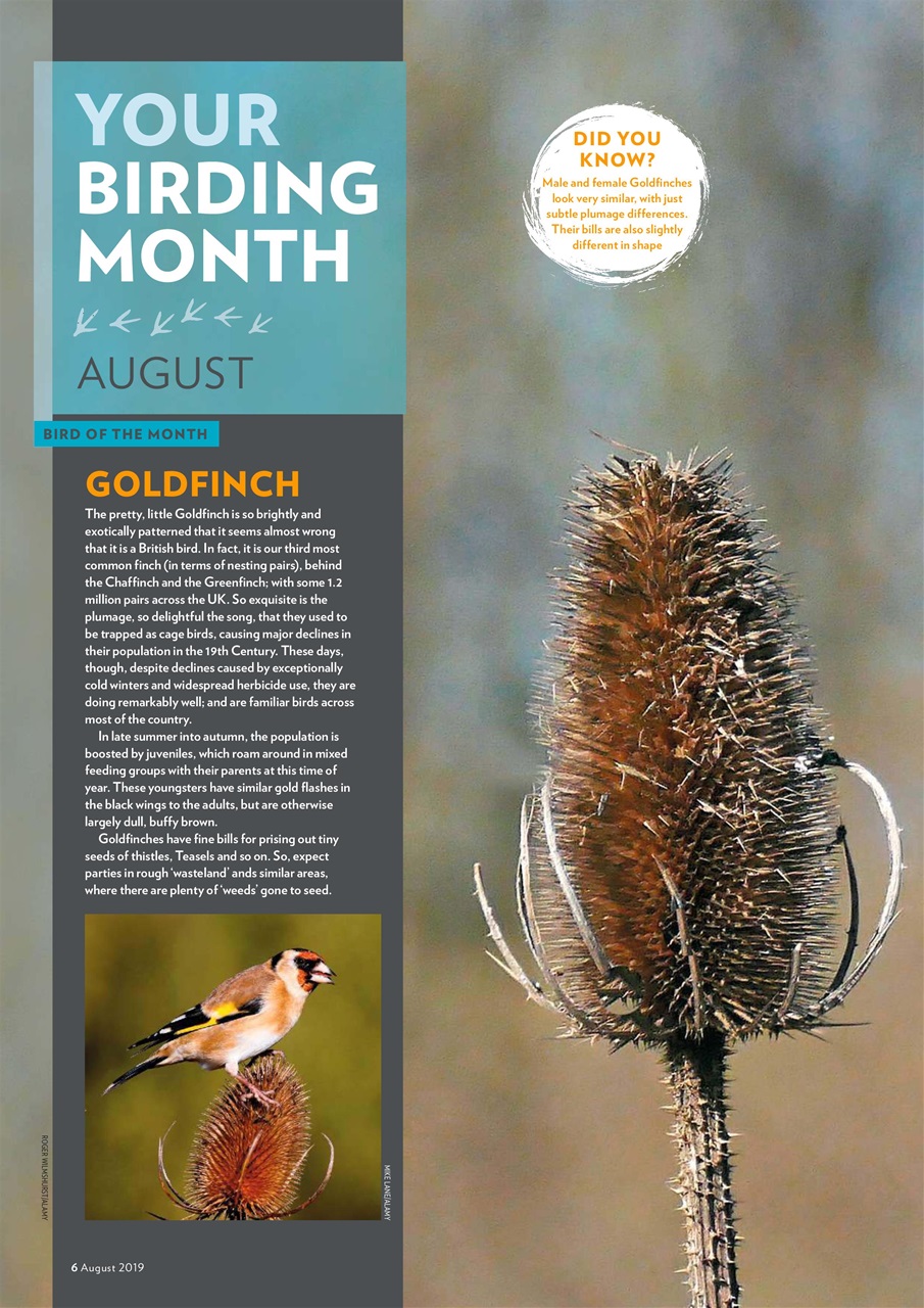 Bird Watching Preview Pages