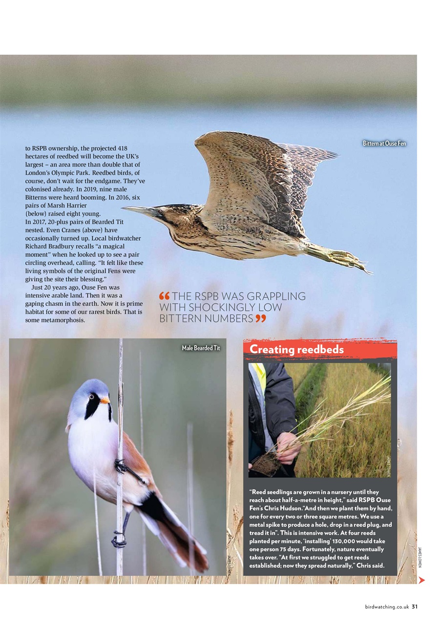 Bird Watching Preview Pages