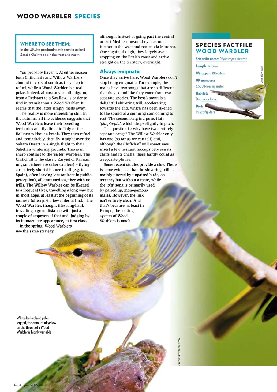 Bird Watching Preview Pages