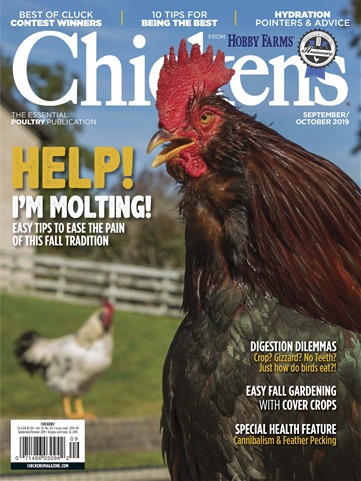 Chickens Magazine issue Sept/Oct 19