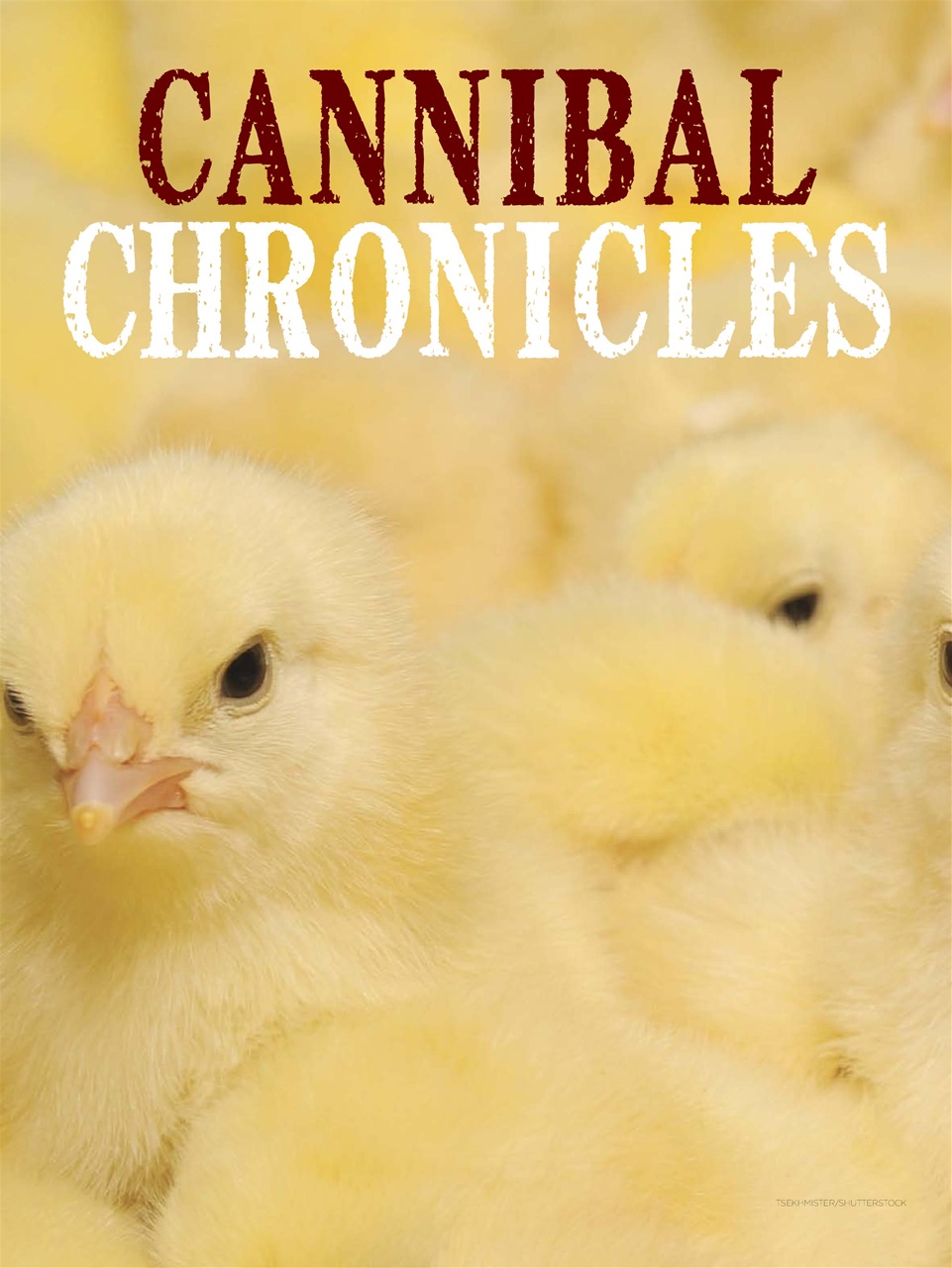 Chickens Magazine Preview Pages