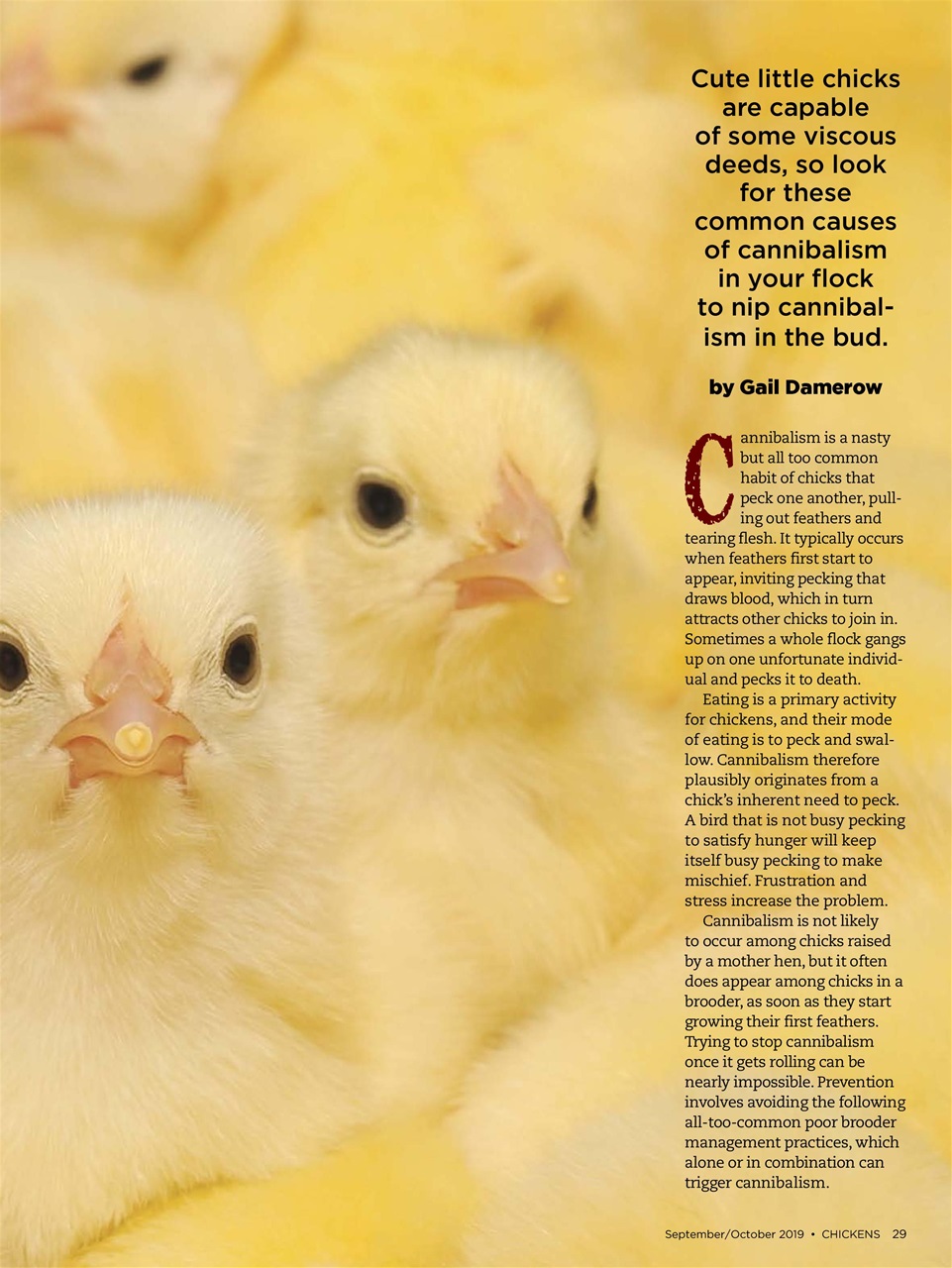 Chickens Magazine Preview Pages