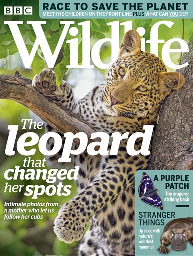 BBC Wildlife Magazine issue 