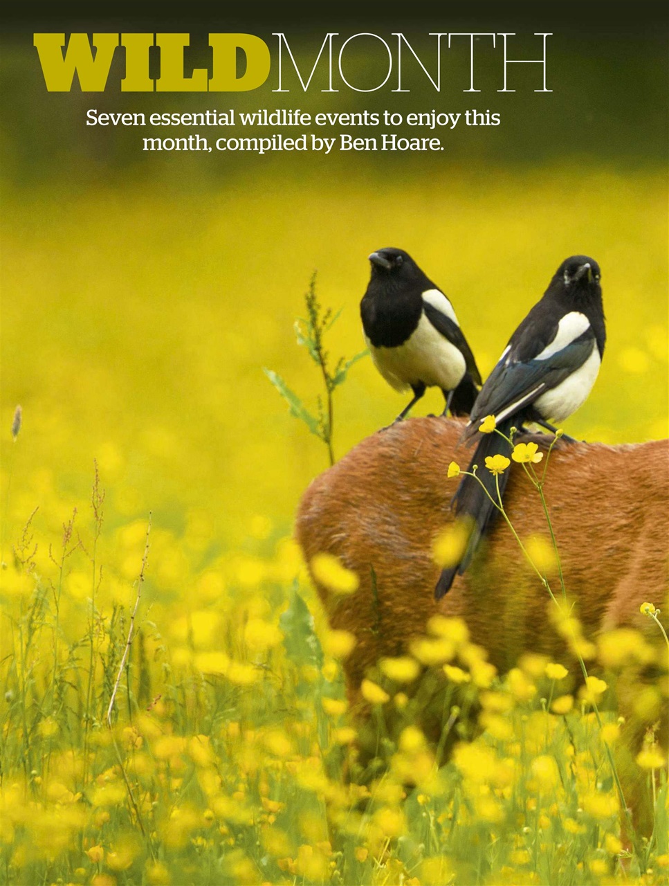 BBC Wildlife Magazine Preview Pages