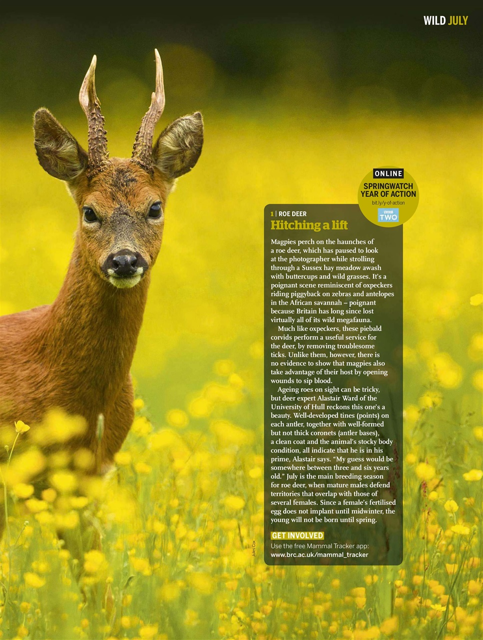 BBC Wildlife Magazine Preview Pages