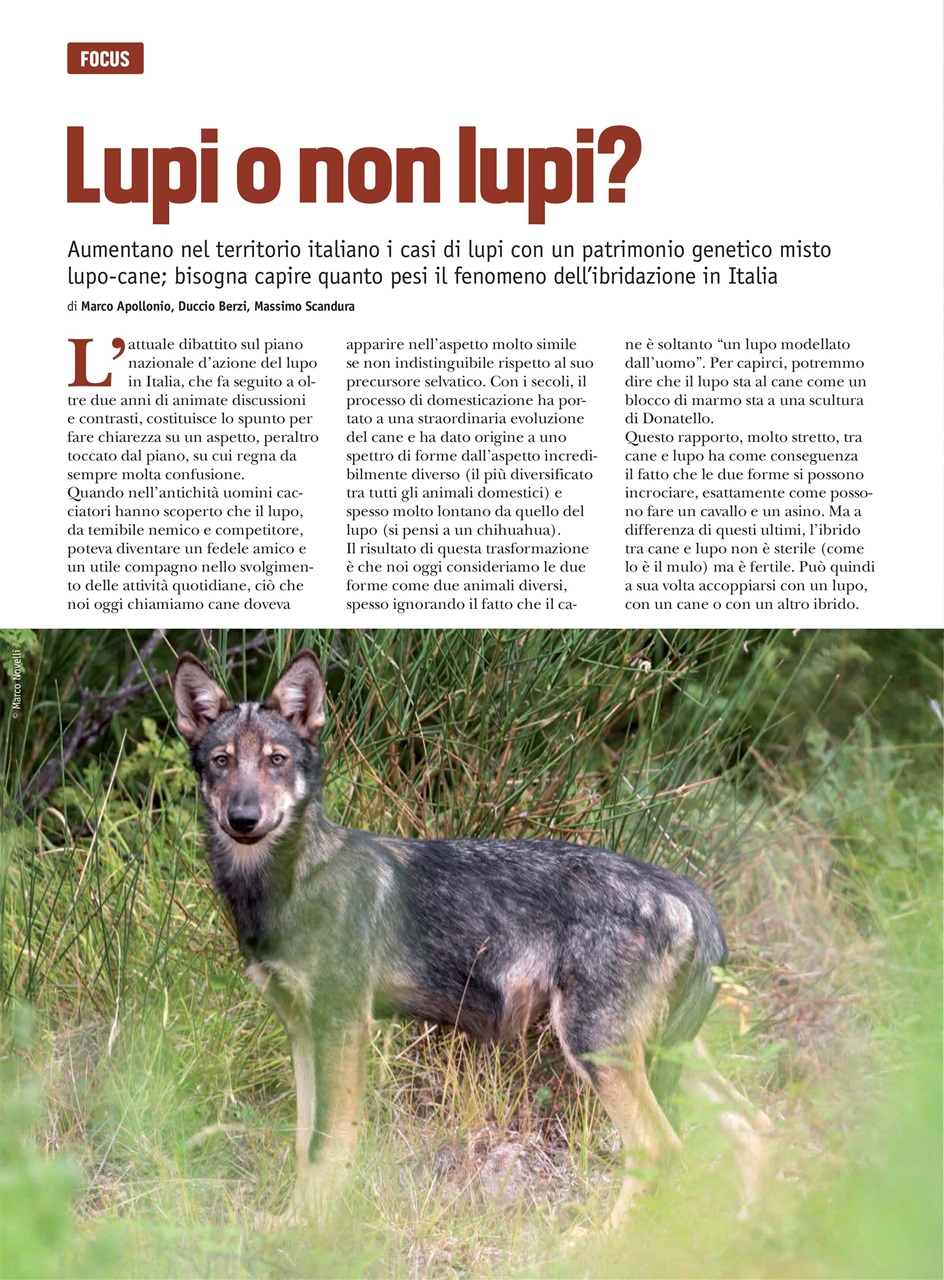 Caccia Magazine Preview Pages