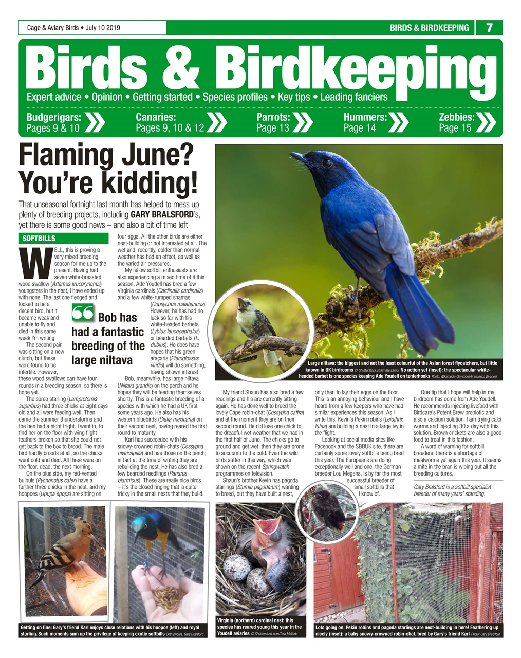 Cage & Aviary Birds Preview Pages