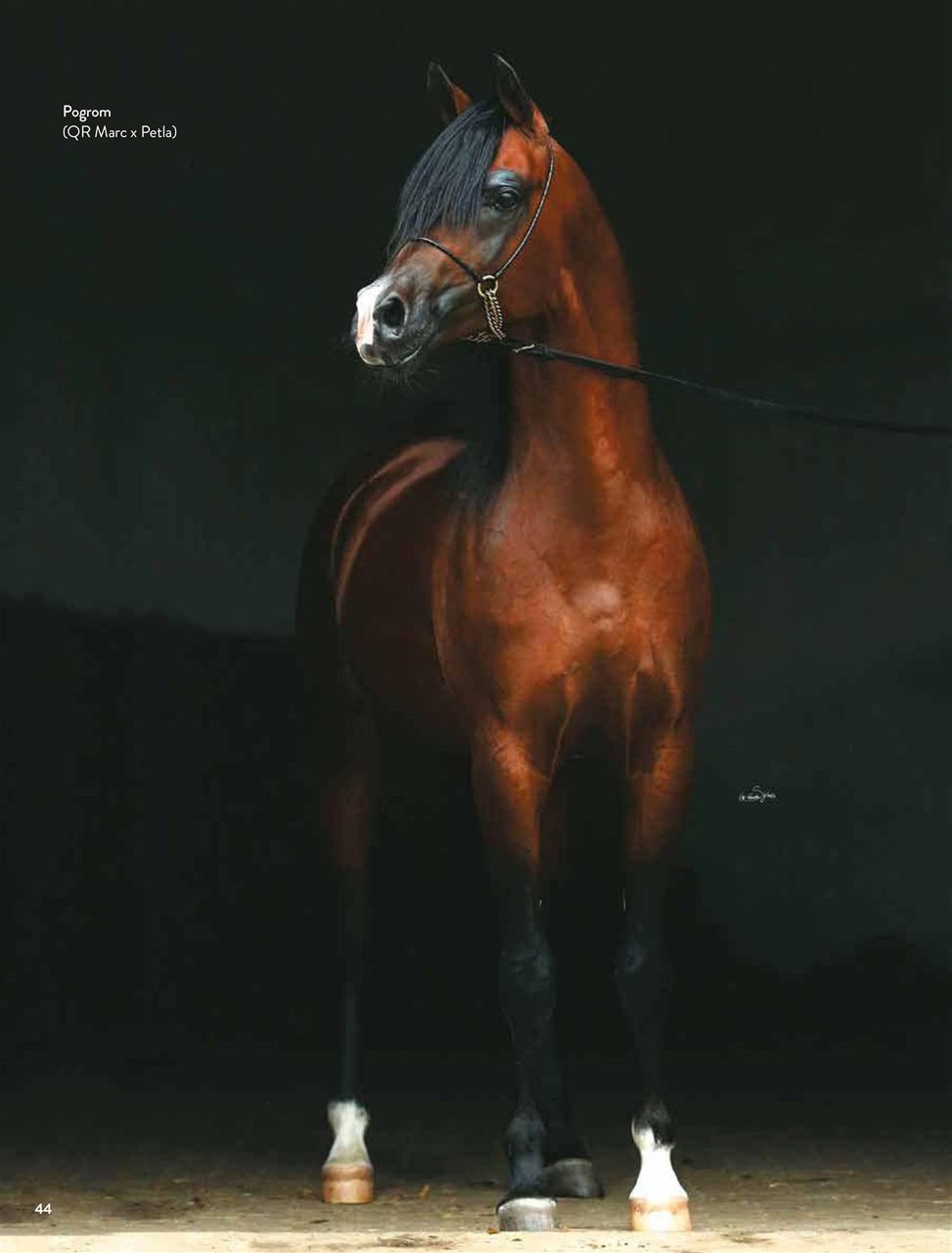 Arabian Studs & Stallions Preview Pages