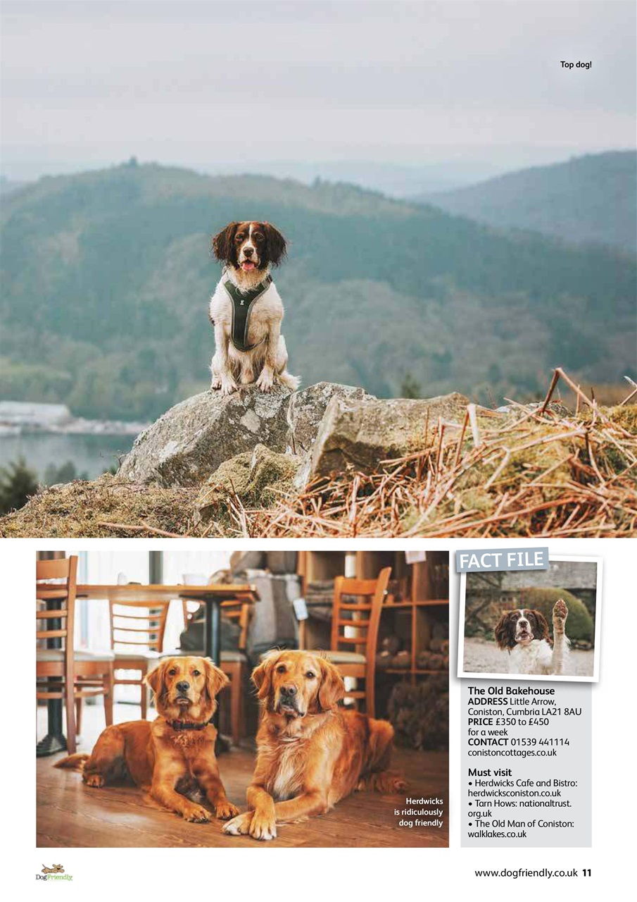 Dog Friendly Preview Pages