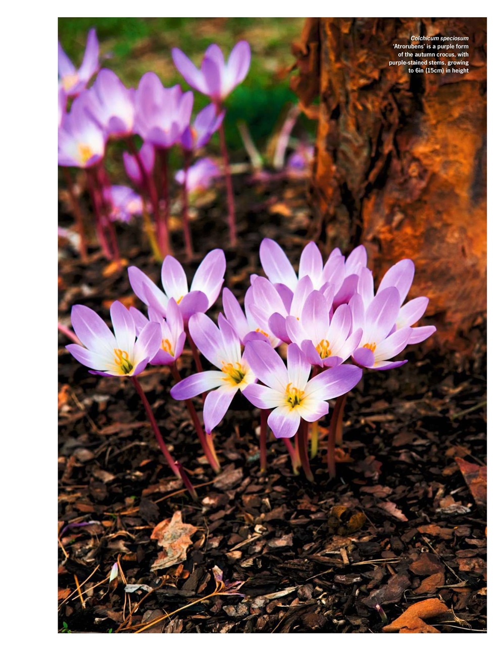 LandScape Preview Pages