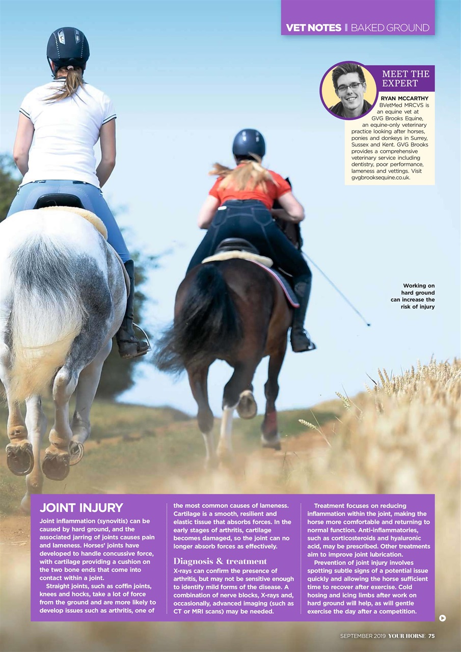 Your Horse Preview Pages