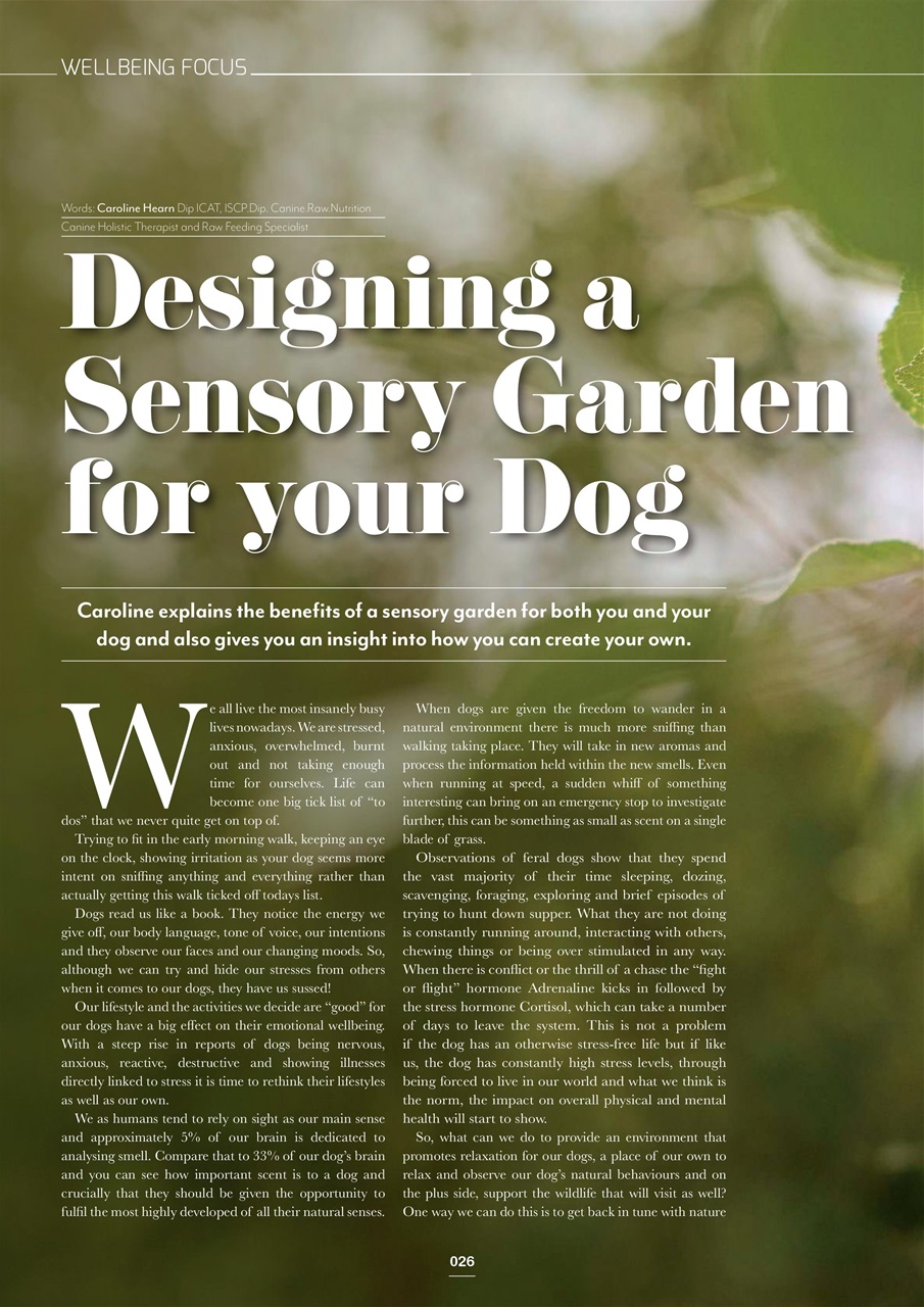 Edition Dog Preview Pages