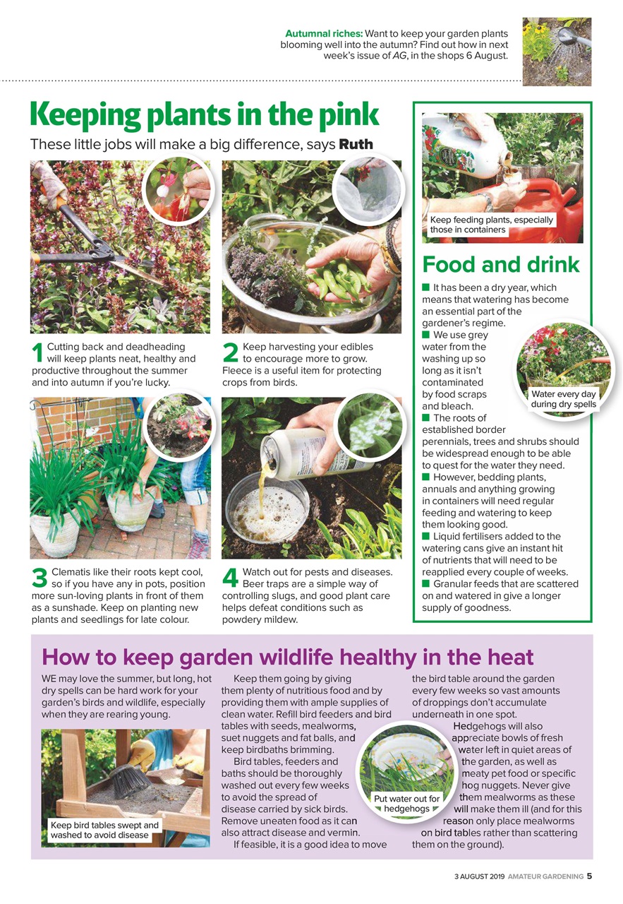 Amateur Gardening Preview Pages