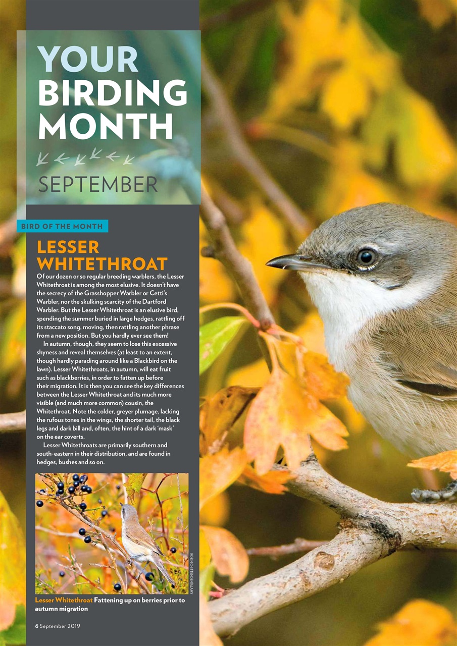 Bird Watching Preview Pages