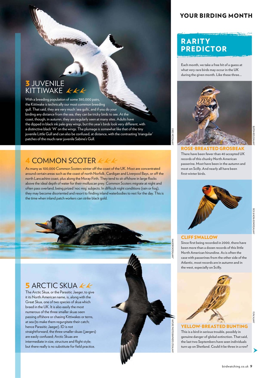 Bird Watching Preview Pages