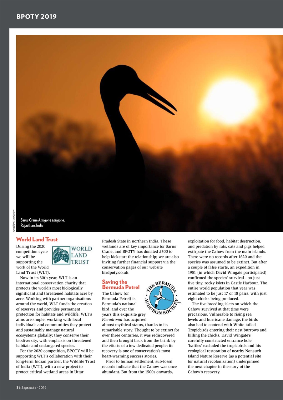 Bird Watching Preview Pages