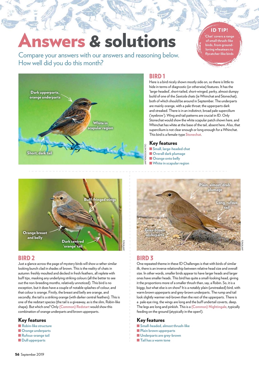 Bird Watching Preview Pages