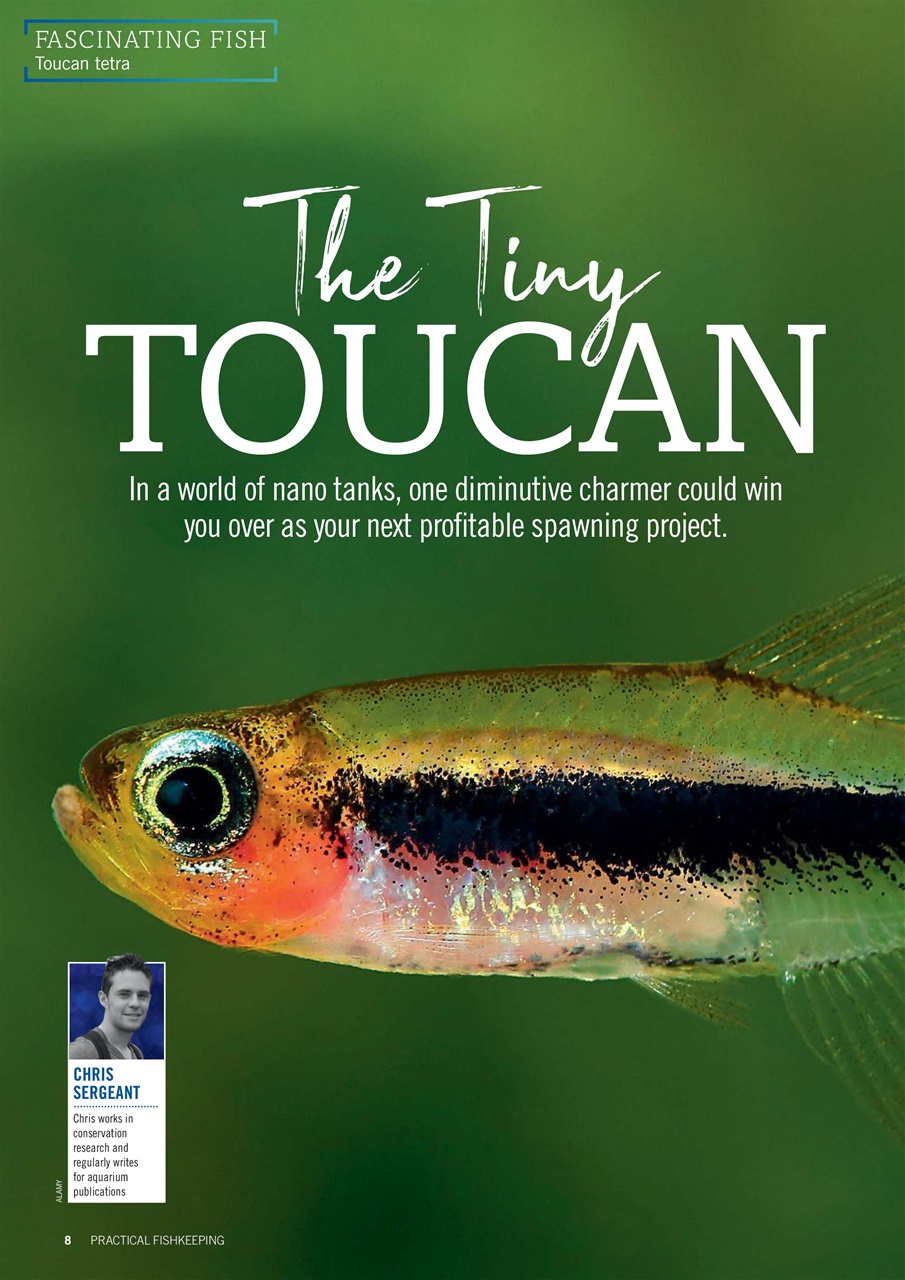 Practical Fishkeeping Preview Pages