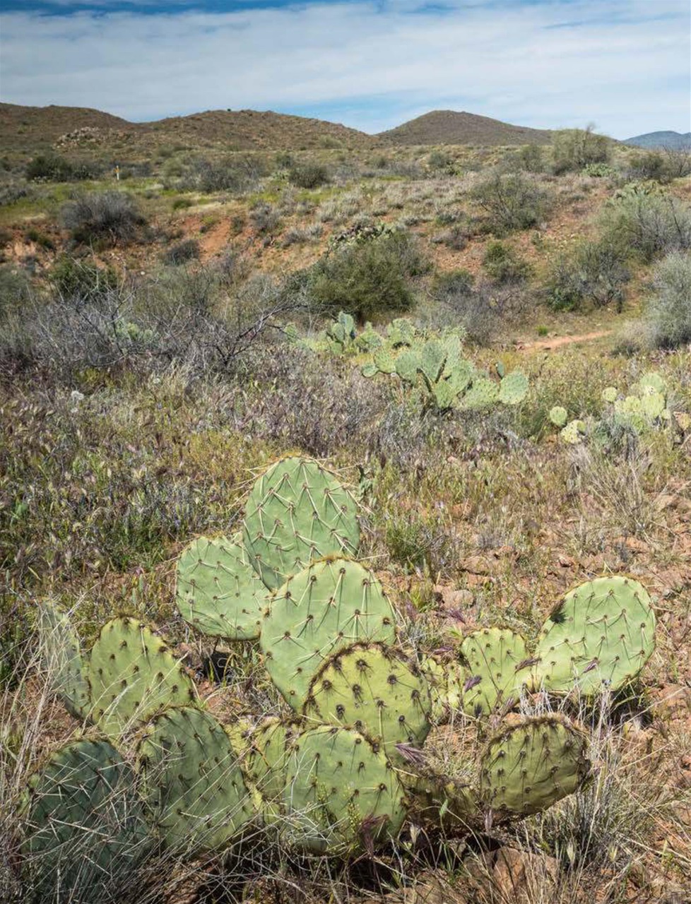 Singletrack Preview Pages