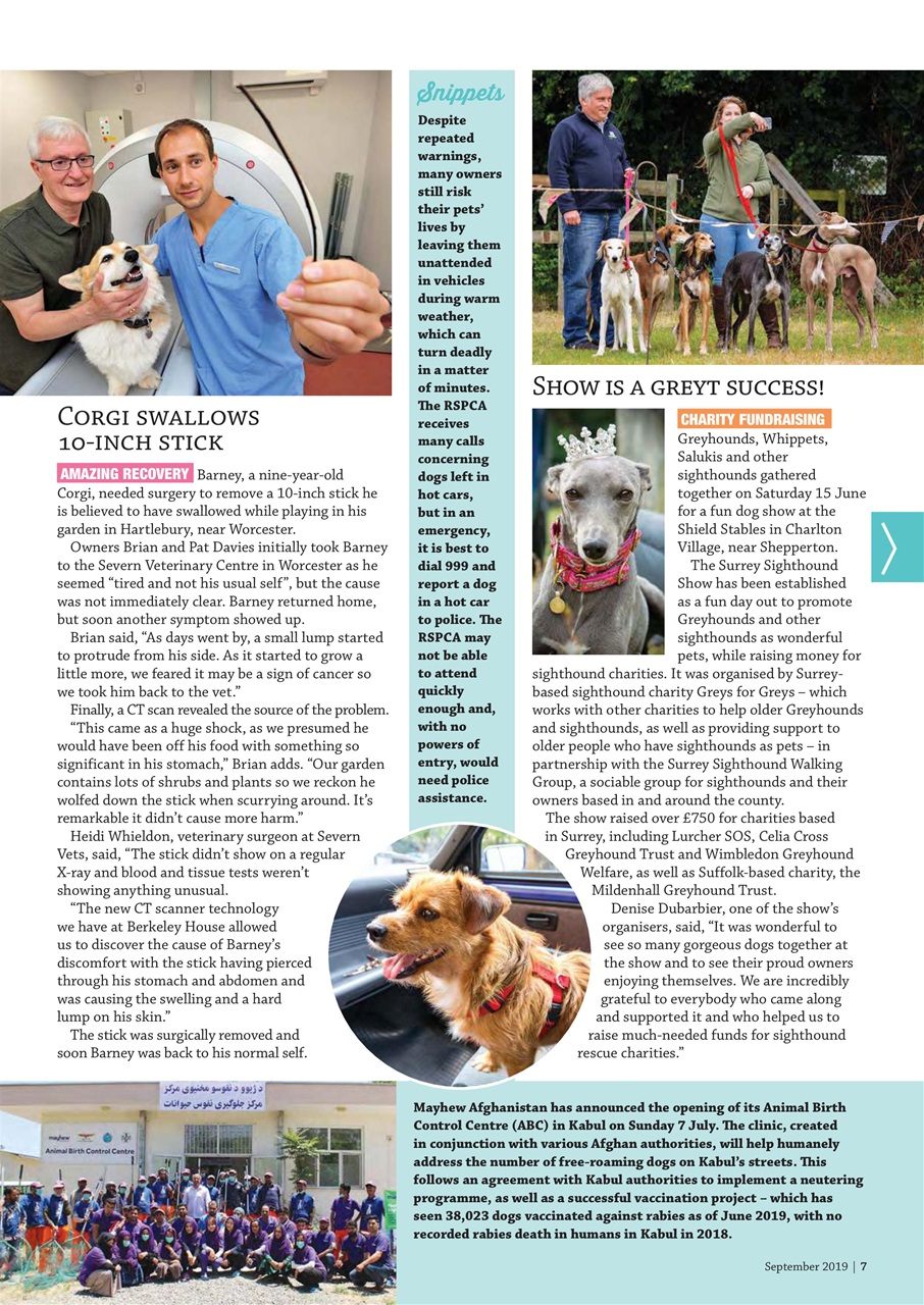 Dogs Monthly Preview Pages