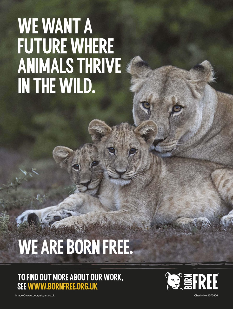 BBC Wildlife Magazine Preview Pages