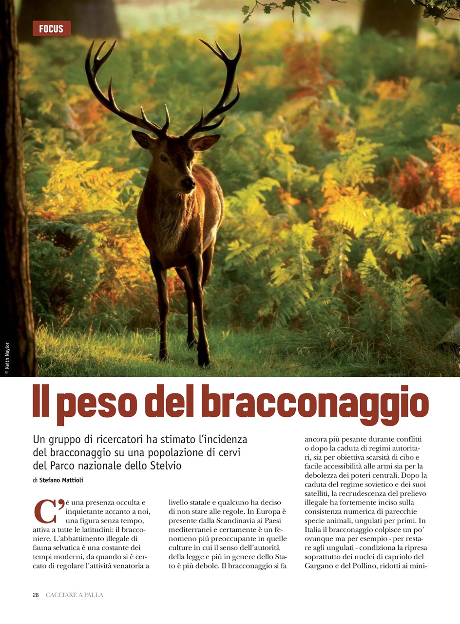 Caccia Magazine Preview Pages