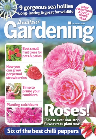 Amateur Gardening issue 24th August 2019