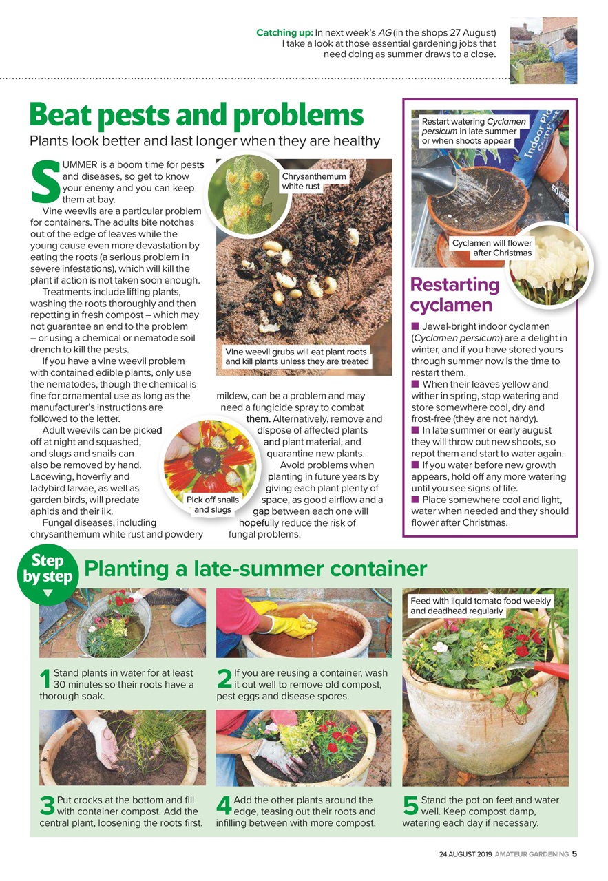 Amateur Gardening Preview Pages