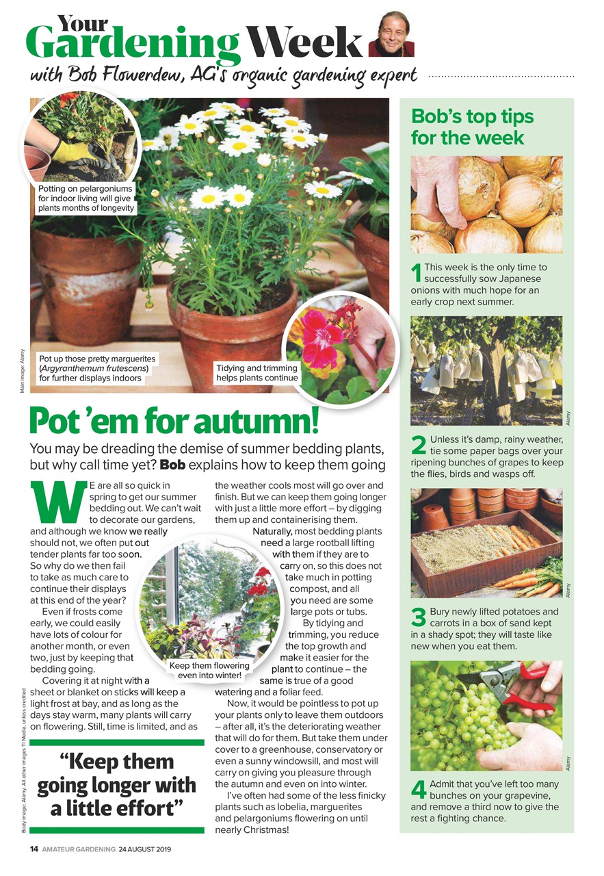Amateur Gardening Preview Pages