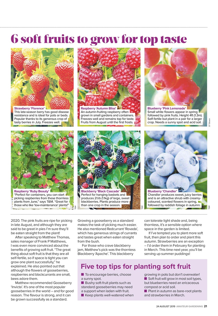 Amateur Gardening Preview Pages