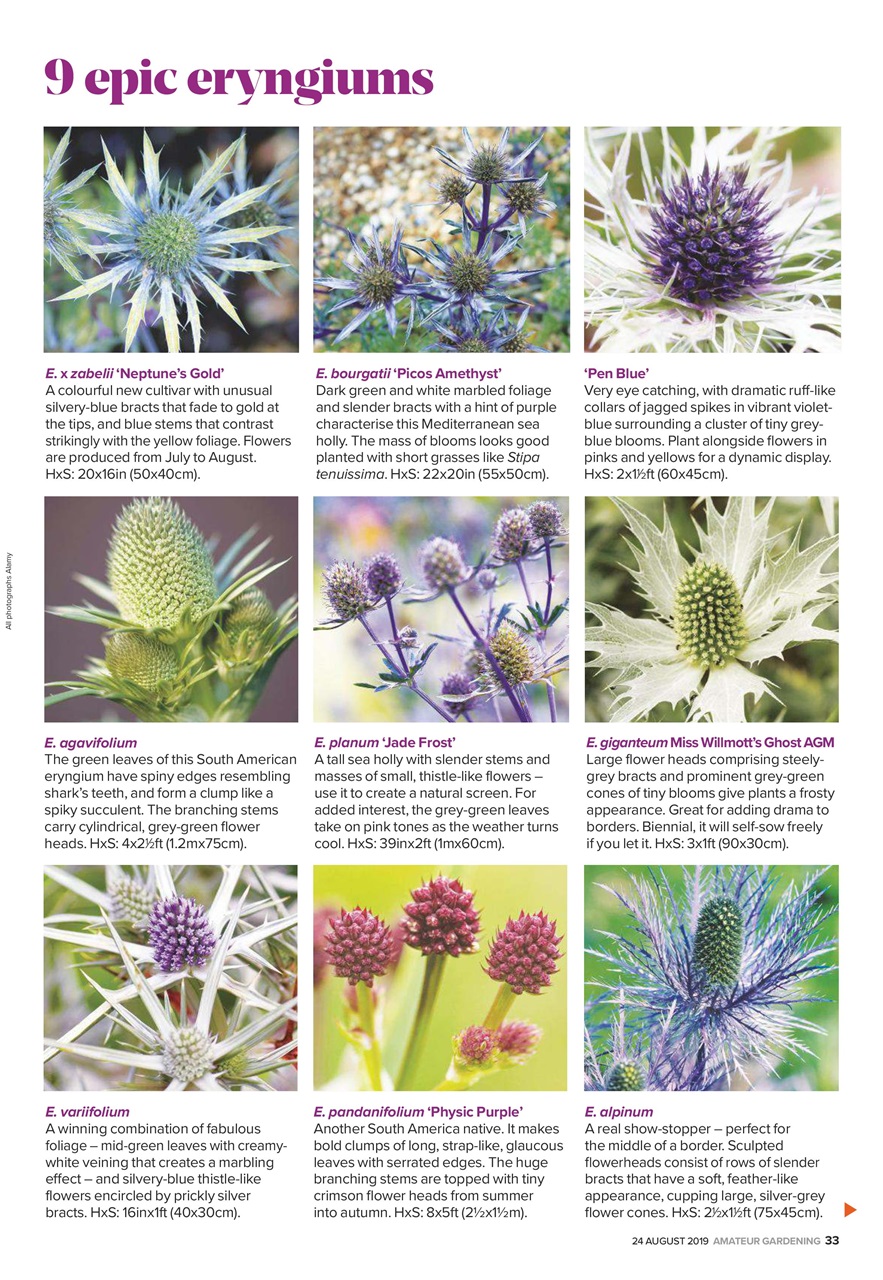 Amateur Gardening Preview Pages