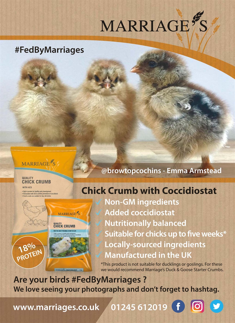 Practical Poultry Preview Pages