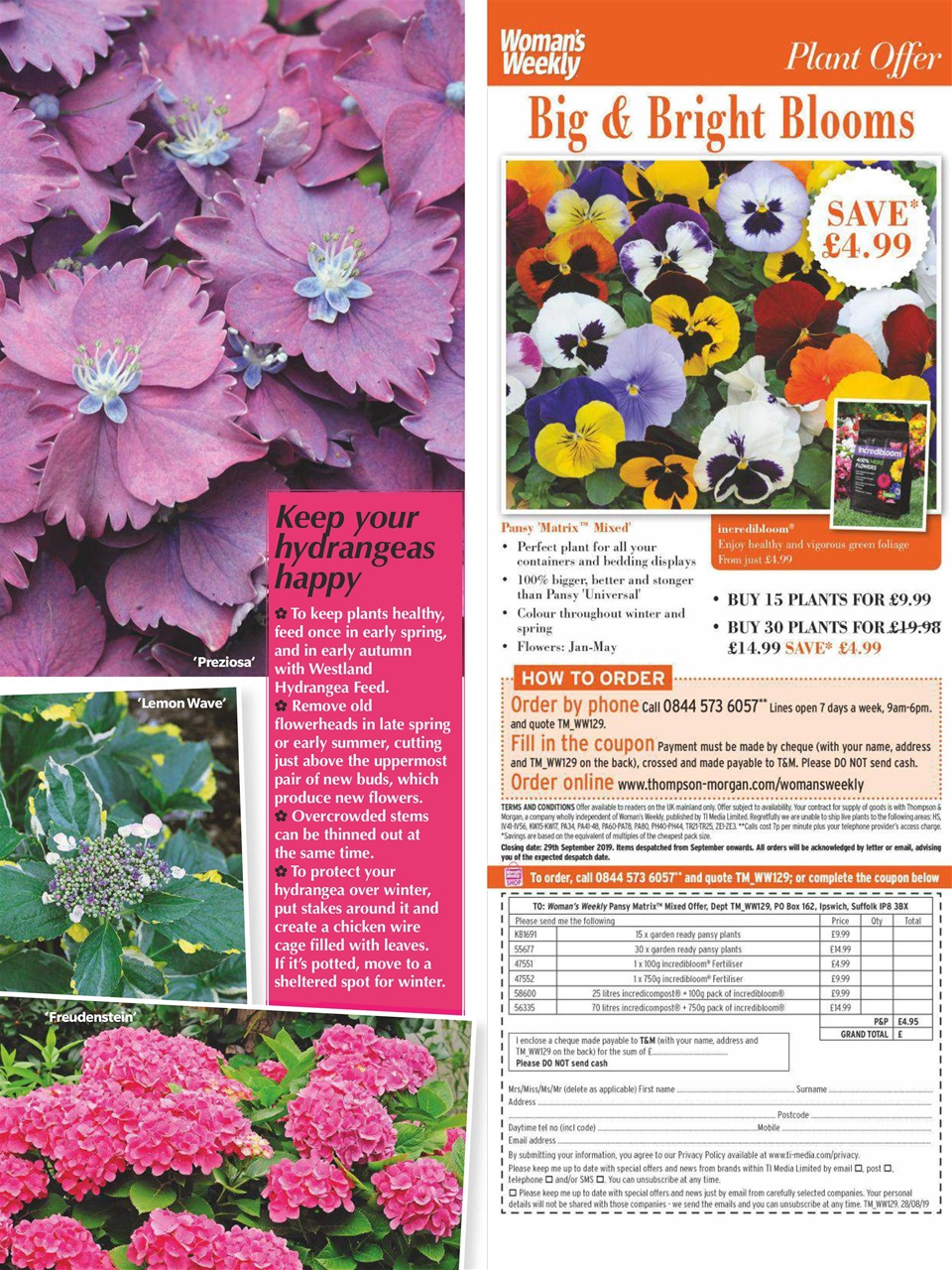 Woman's Weekly Preview Pages