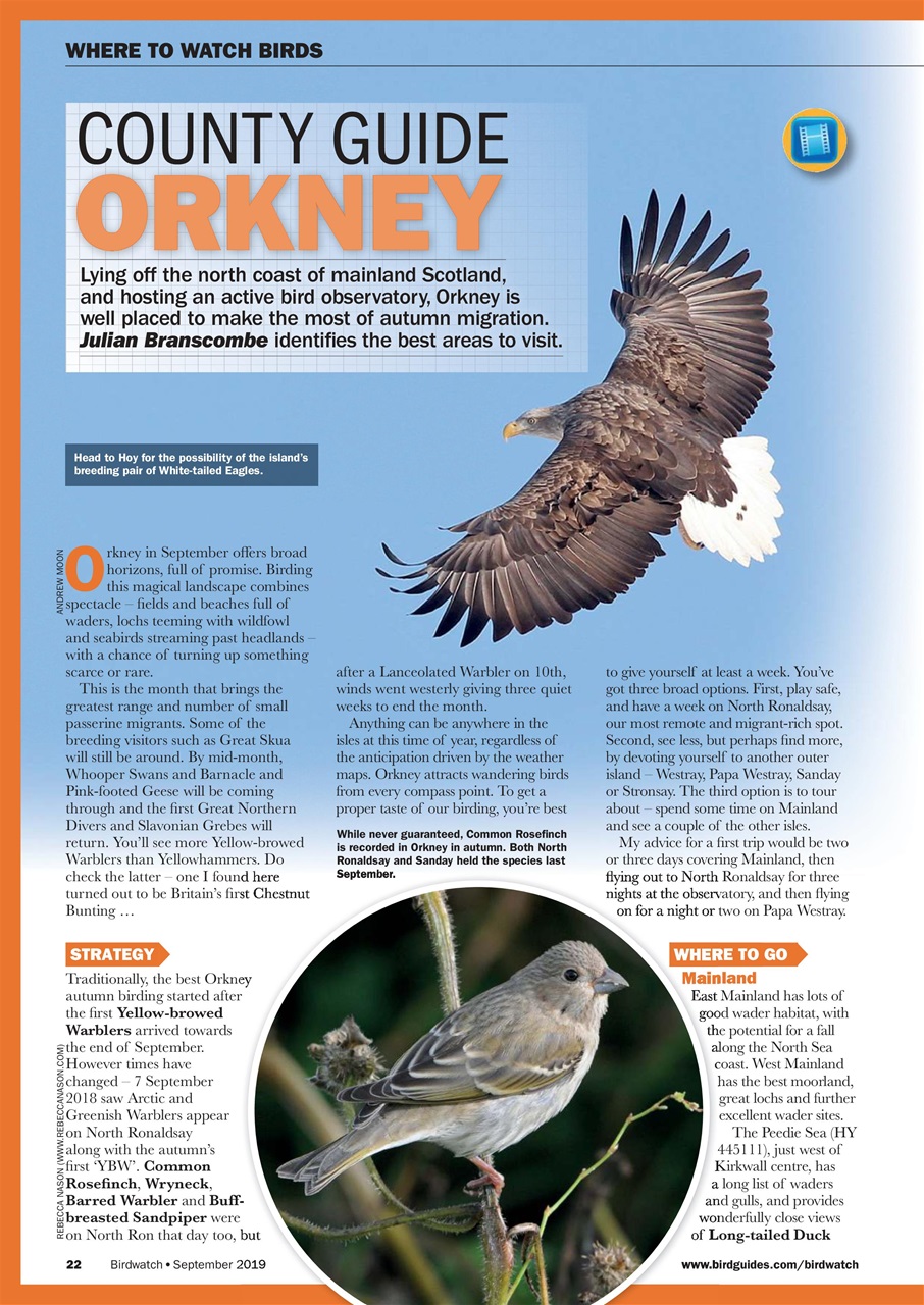 Birdwatch Magazine Preview Pages