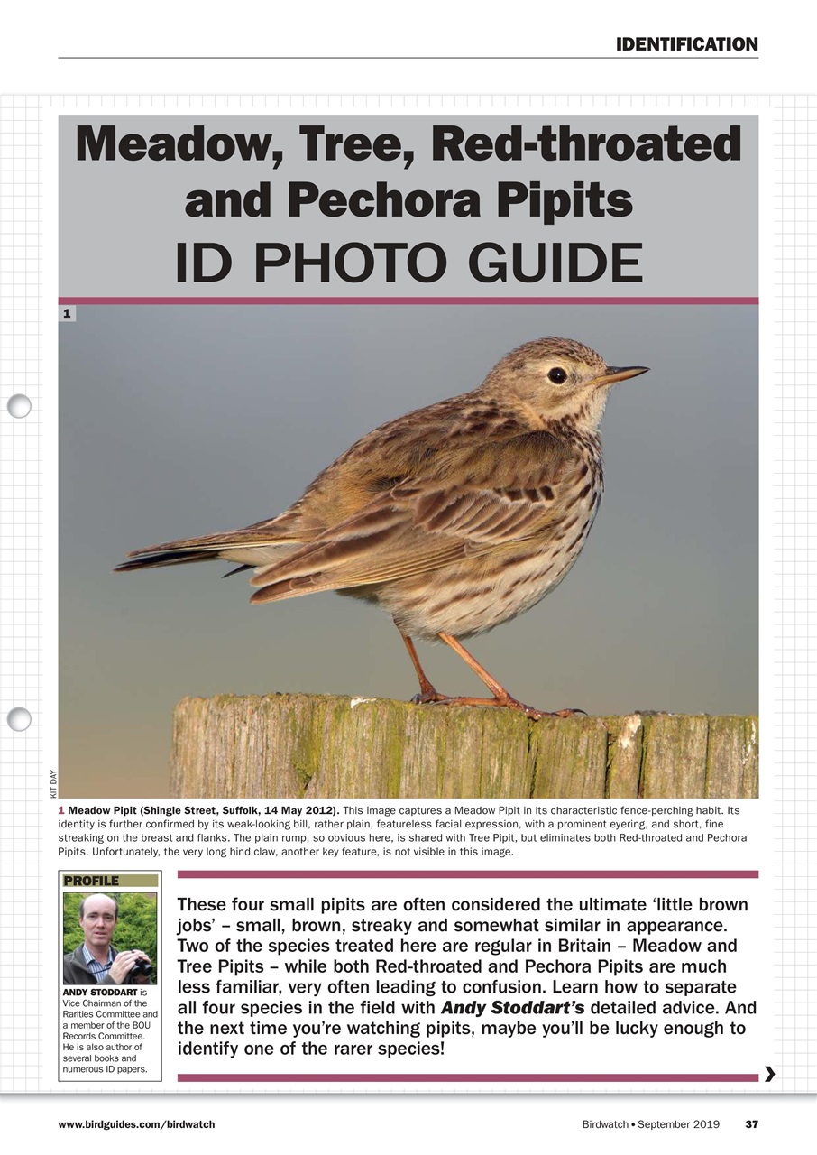 Birdwatch Magazine Preview Pages