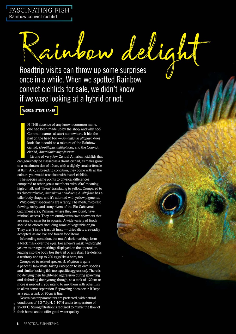Practical Fishkeeping Preview Pages