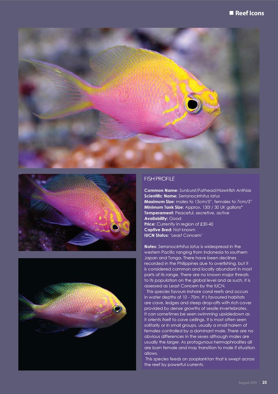 UltraMarine Magazine Preview Pages