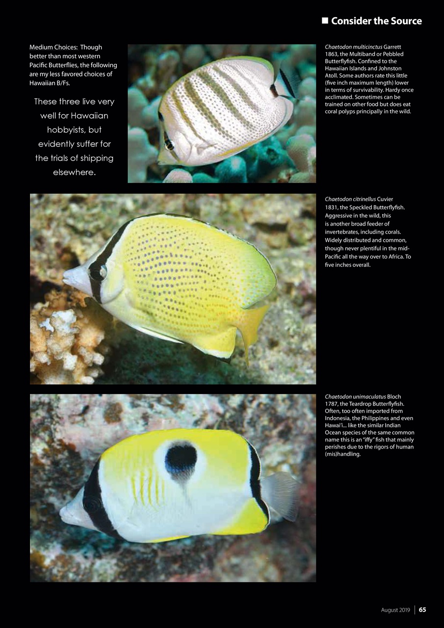 UltraMarine Magazine Preview Pages
