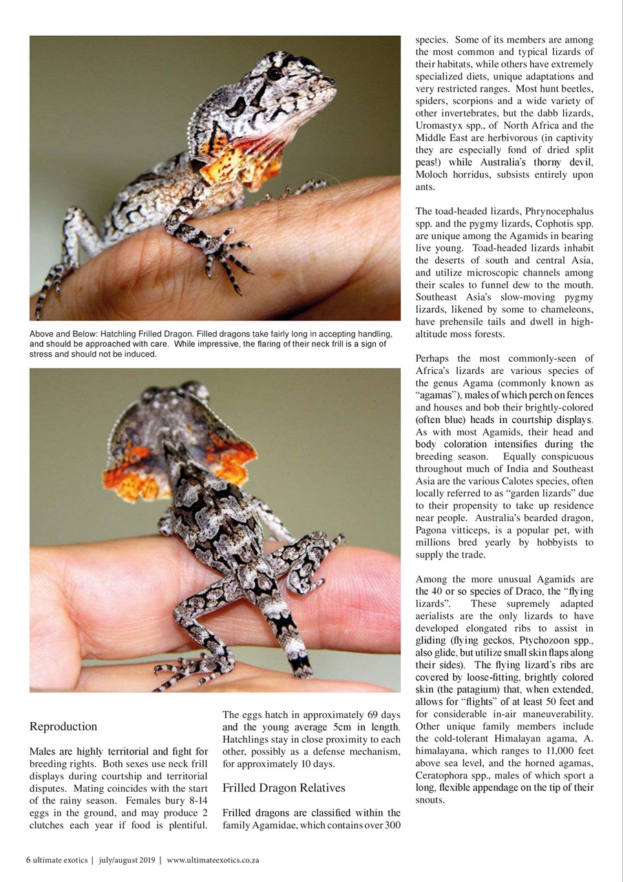 Ultimate Exotics Preview Pages