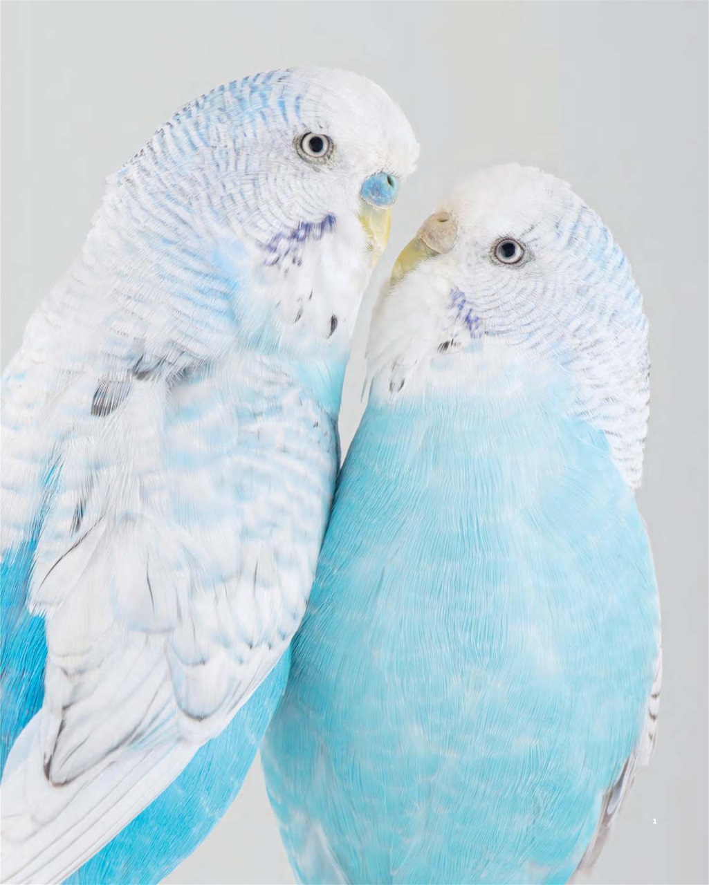 Art Edit Preview Pages