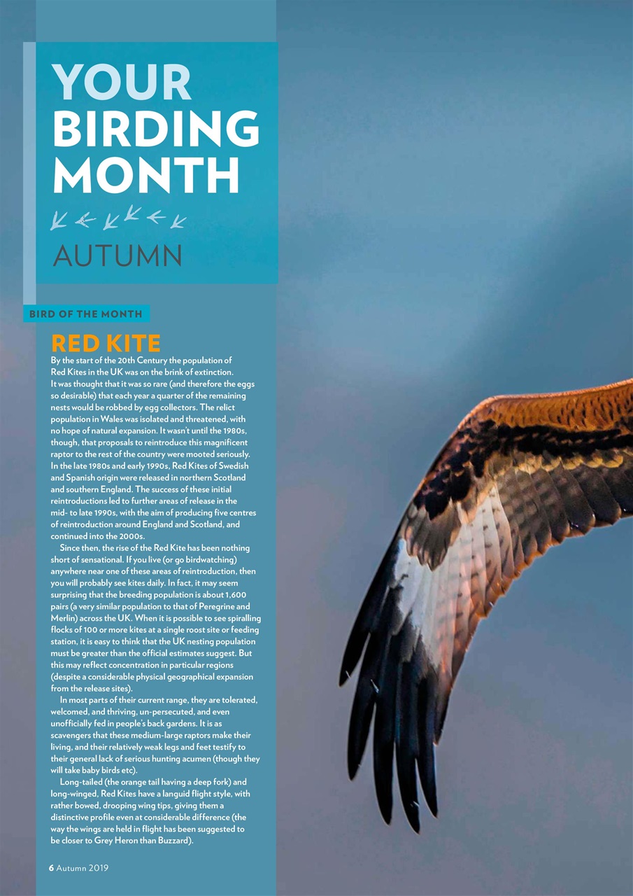 Bird Watching Preview Pages