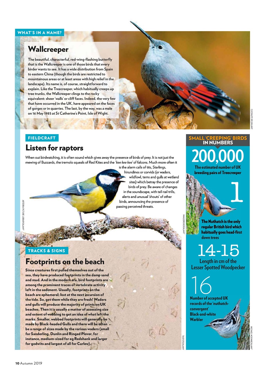Bird Watching Preview Pages