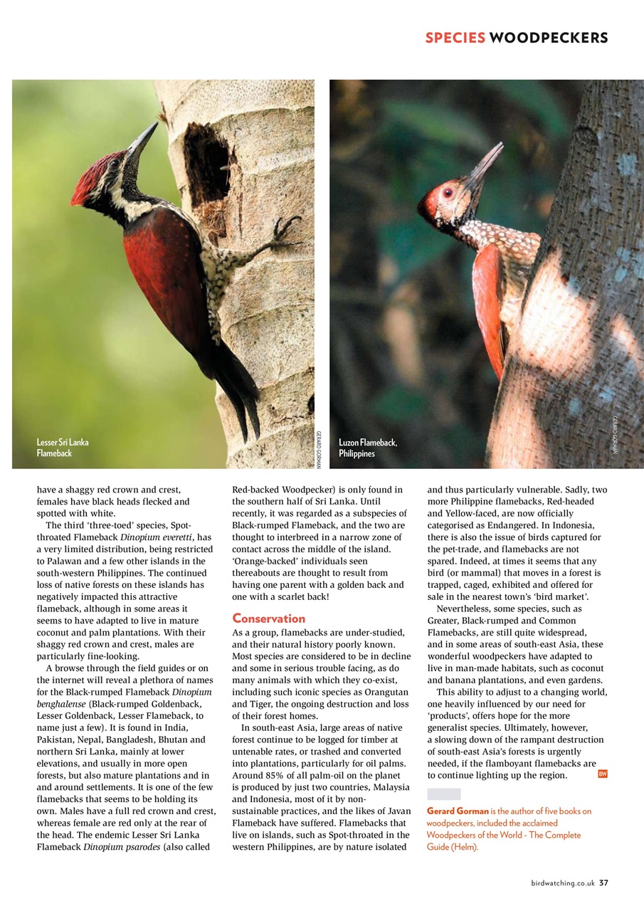 Bird Watching Preview Pages