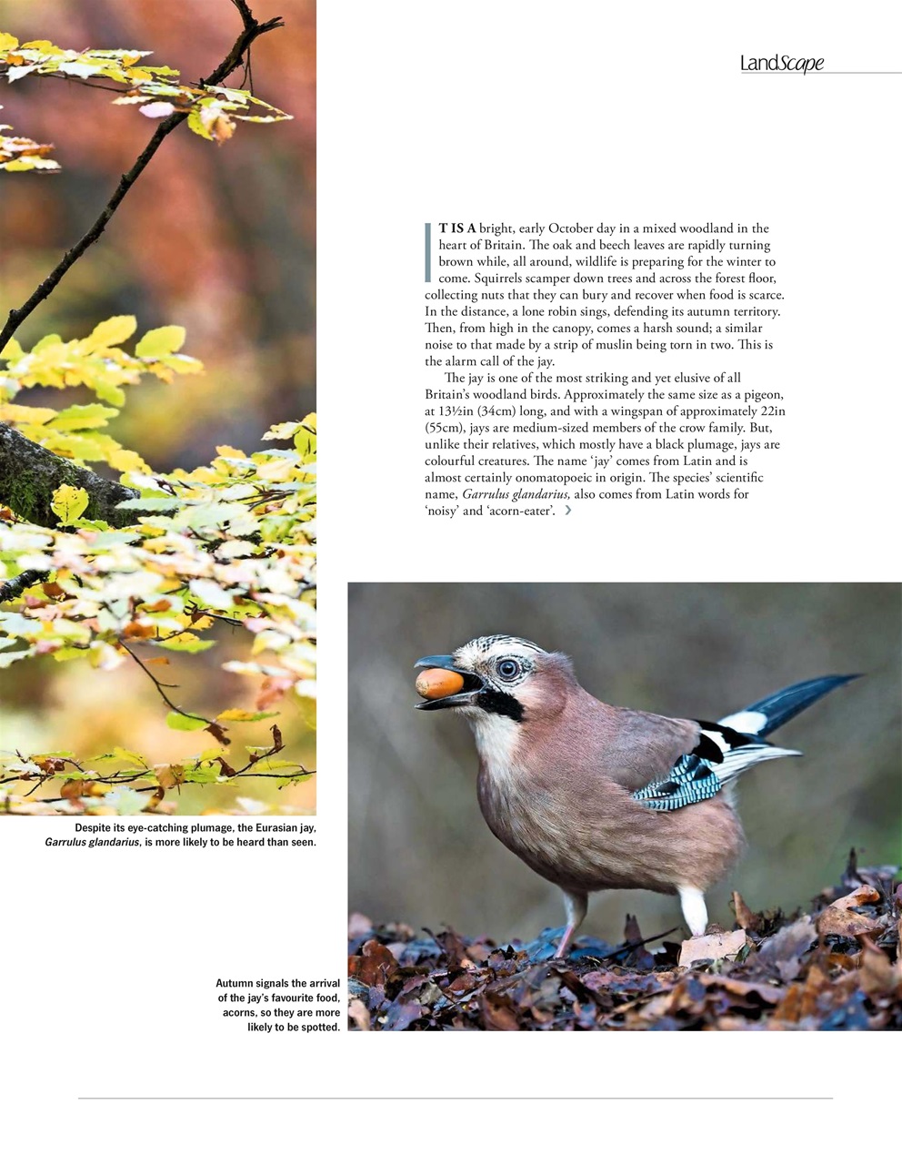 LandScape Preview Pages