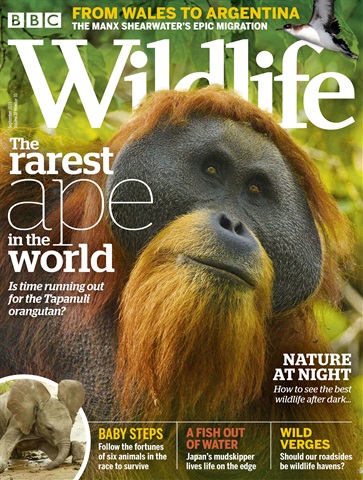 BBC Wildlife Magazine issue September 2019